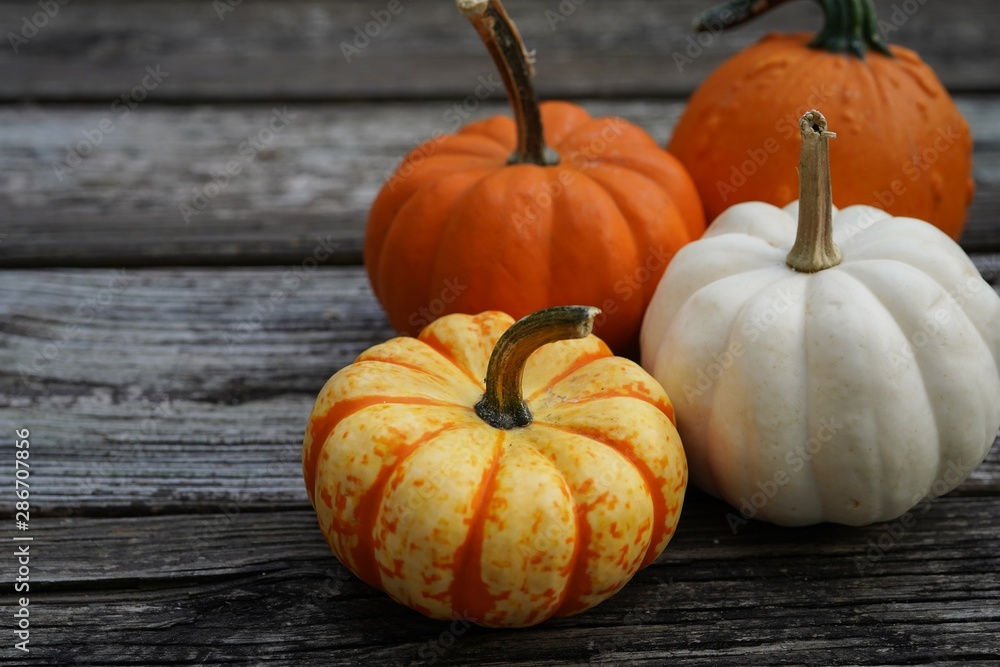Fall Autumn pumpkins background with copy space, selective focus