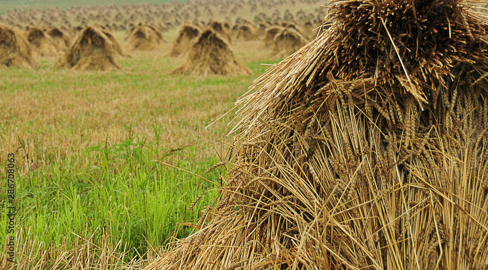 grain shocks in field at harvest time grain shocks in field at harvest time