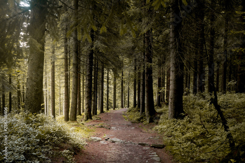 Forest in the Giant Mountains in summer