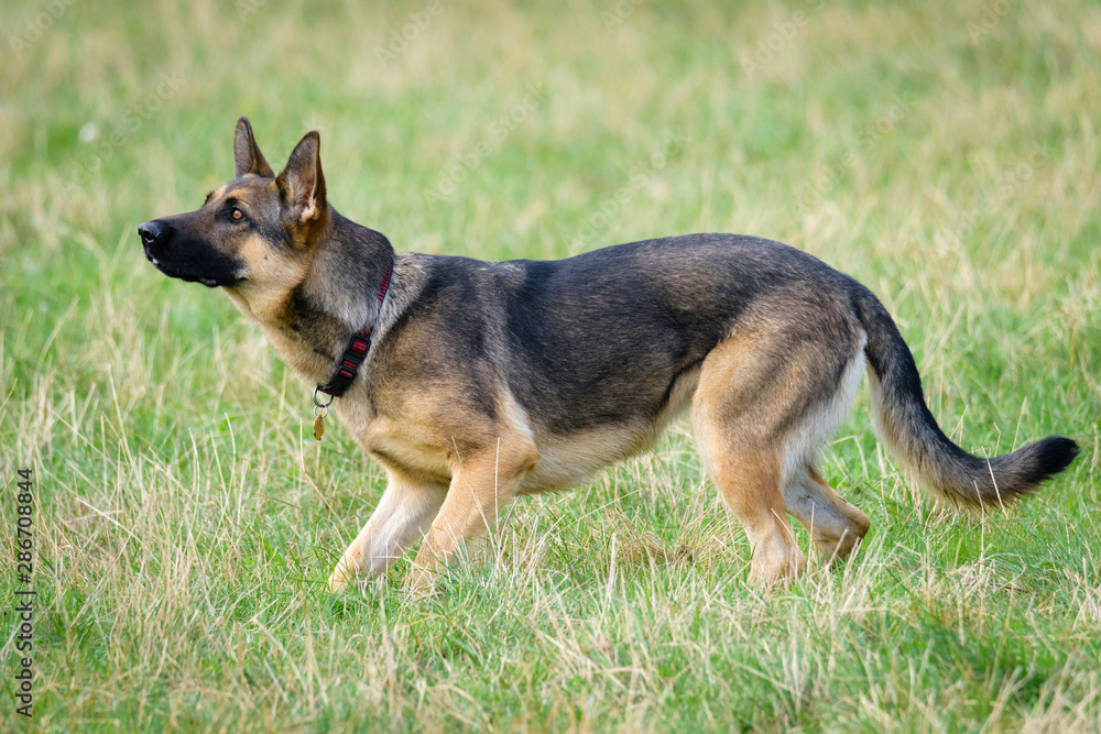 Beautiful Young Black German Shepherd Dog Beautiful Young Black German Shepherd Dog