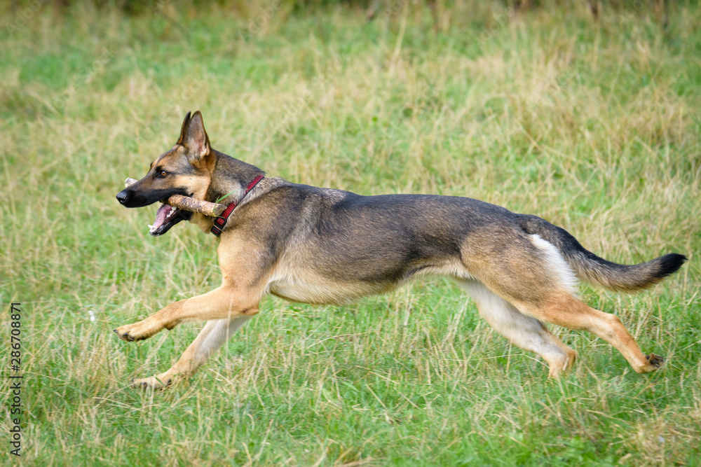 Beautiful Young Black German Shepherd Dog Beautiful Young Black German Shepherd Dog