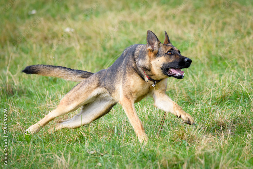 Beautiful Young Black German Shepherd Dog Beautiful Young Black German Shepherd Dog