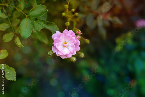 Beautiful pink flowers blooming in the garden