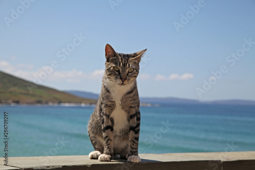 beautiful gray cat is sitting near the ocean