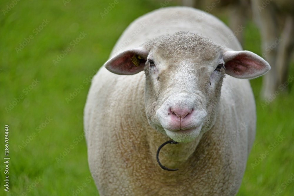 Die Schafe kamen heraus um draussen Gras zu essen. Die Schafe kamen heraus um draussen Gras zu essen.