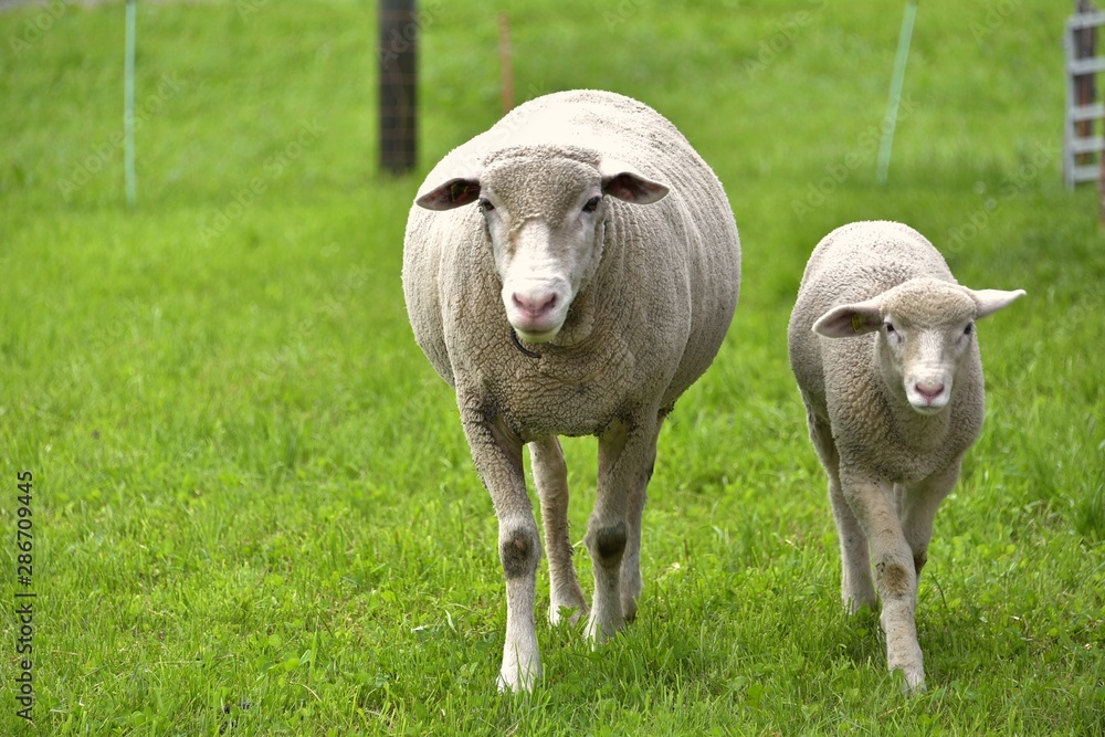 Naklejka premium Anather Shaf und ein Lamm mit grüne Gras.