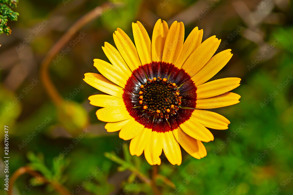 Vivid Yellow daisy spring wildflower Vivid Yellow daisy spring wildflower