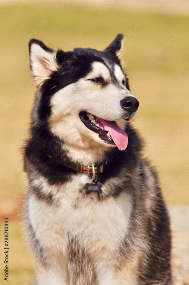 portrait of siberian husky dog portrait of siberian husky dog