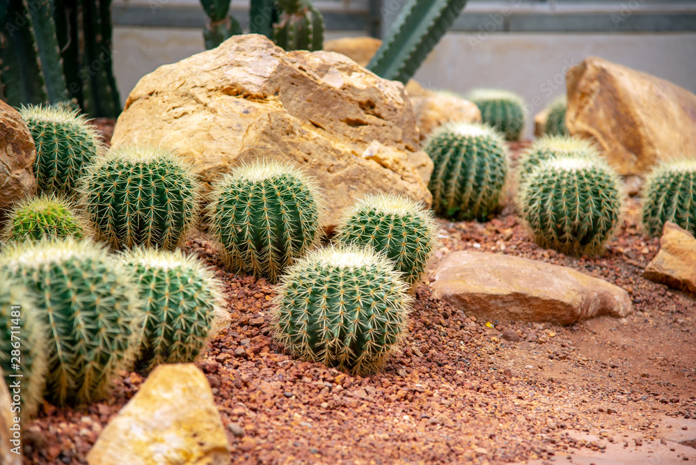 cactus in a glass greenhouse for protection in The Conservatory and Botanical Garden. cactus in a glass greenhouse for protection in The Conservatory and Botanical Garden.
