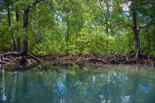 Quadro em tela Scenic seaside view of tranquil mangrove swamp landscape on the coast of Bahia,