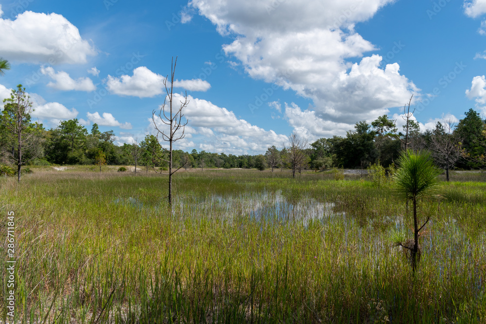 Obraz premium Flooded Prairie