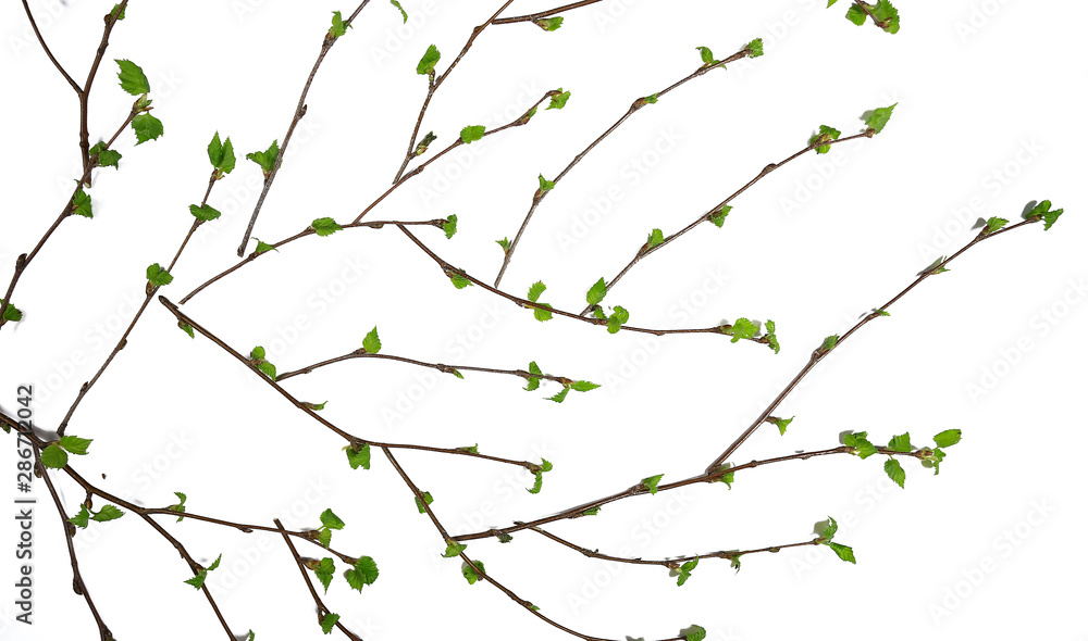 white background branches small leaves spring / isolated on white young branches with buds and leaves, spring frame white background branches small leaves spring / isolated on white young branches with buds and leaves, spring frame