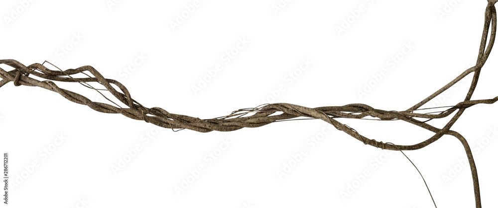 Twisted dried wild liana jungle vine tropical plant isolated on white background, clipping path included