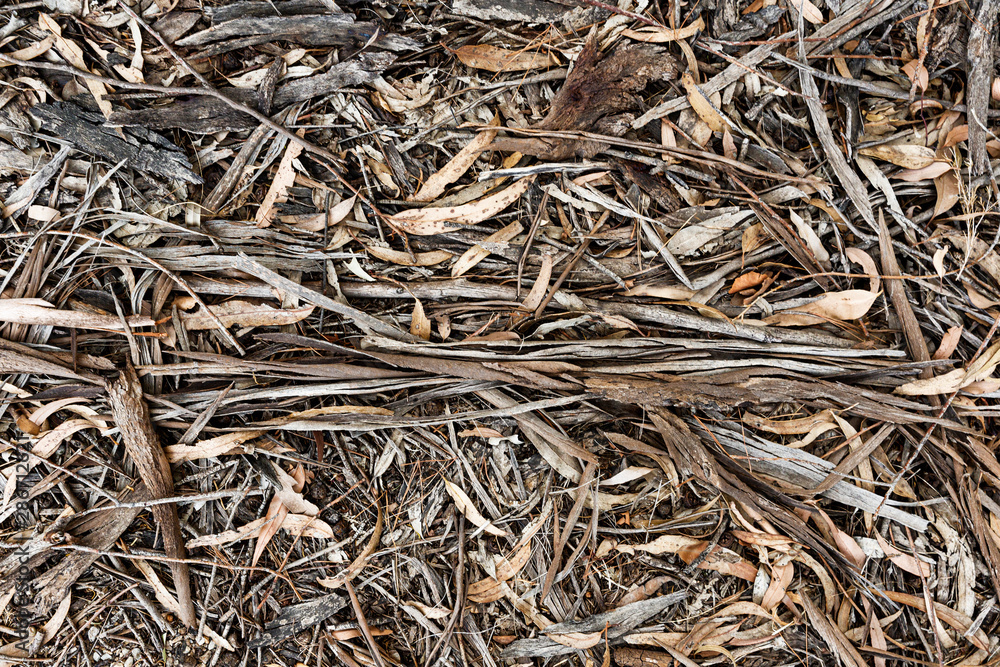 Australia forest floor with dried twigs and leaves. Australia forest floor with dried twigs and leaves.