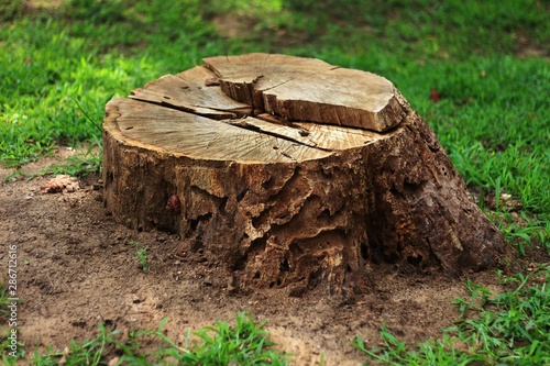 Photography Tree stump in the forest 01