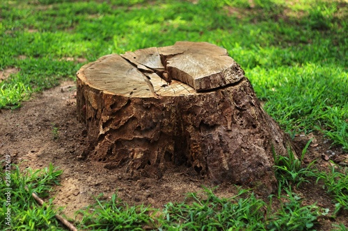 Photography Tree stump in the forest 02