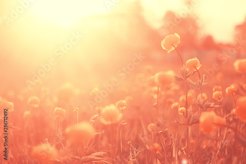 spring or summer flowers background / vintage toning nature landscape flowers