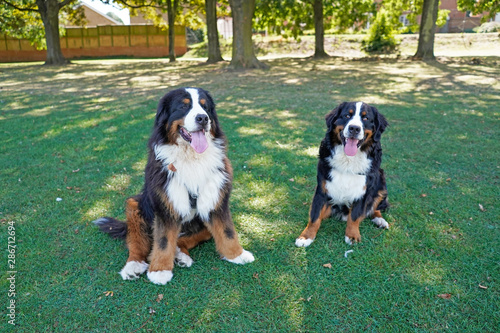 Two Bernese Mountain Dogs sitting on the green grass in the dog friendly park, looking in front. 