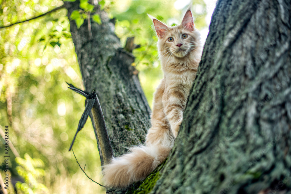 Funny big maine coon kitten sitting on a tree in forest, park on summer sunny day.