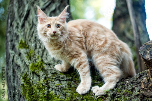 Funny big maine coon kitten sitting on a tree in forest, park on summer sunny day.