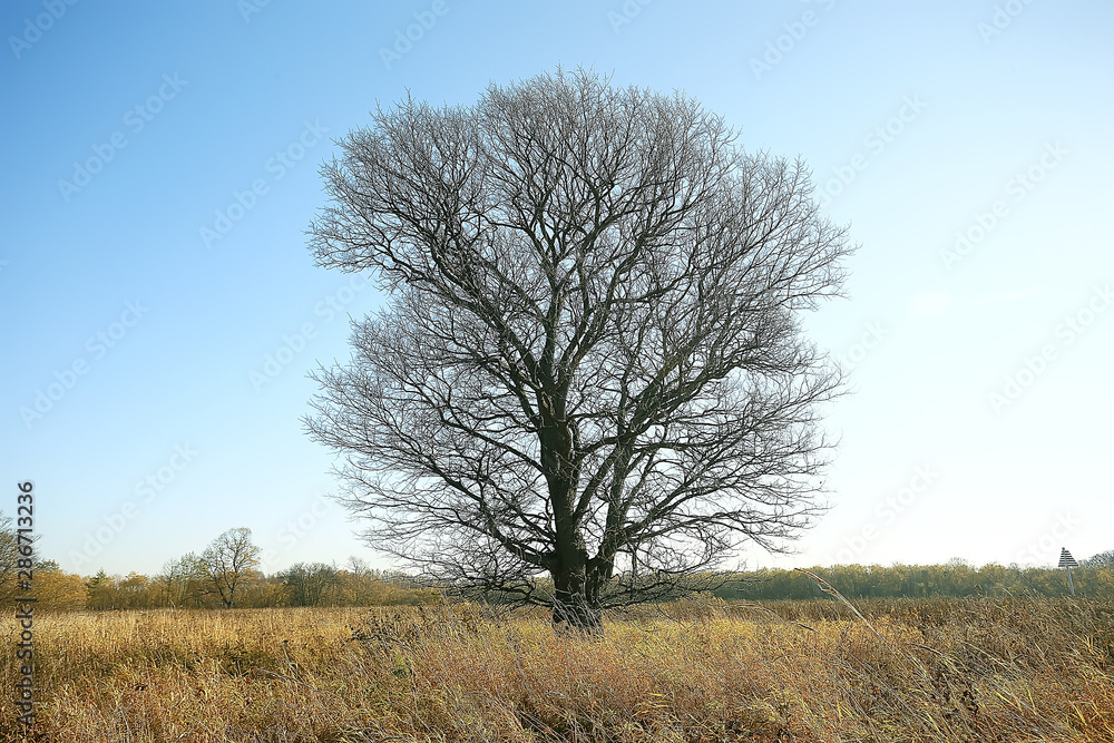 branches autumn top background / abstract seasonal sky background