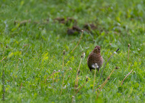 Bird on the grass. Bird portrait with green background © mariusgabi