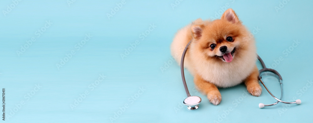 Fototapeta Śliczny mały pomeranian pies z stetoskopem jako weterynarz na błękitnym tle.