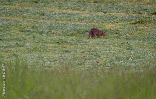 Fox hunting in the field. Red fox in nature habitat