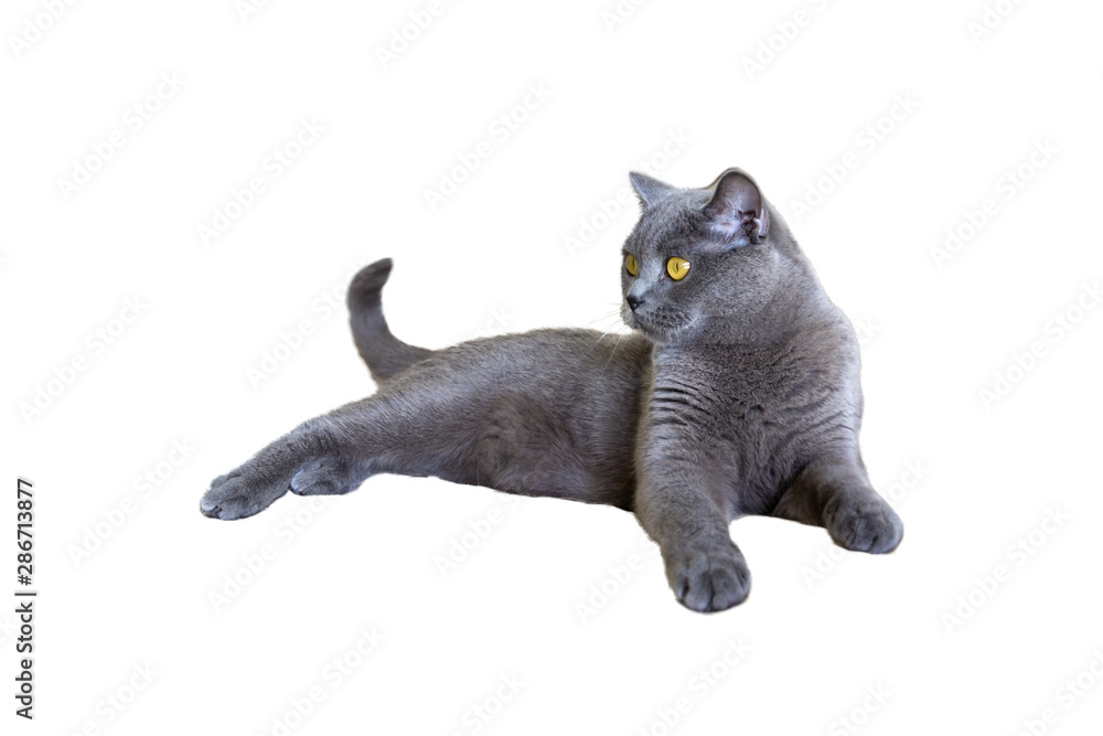 The gray shorthair cat of the British breed lies on isolated white background