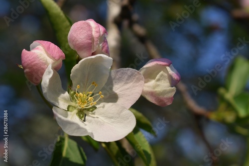 pink apple blossom buds on the tree