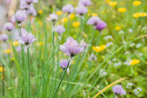 Chives flowers blooming in the springtime garden