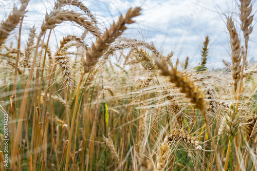 View to the natural wheat.