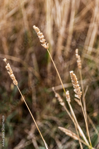 Cereal wheat bulbs dried in farmers paddock.