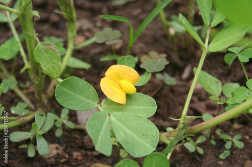 Cuadro en lienzo Flowering peanut plant with yellow flower