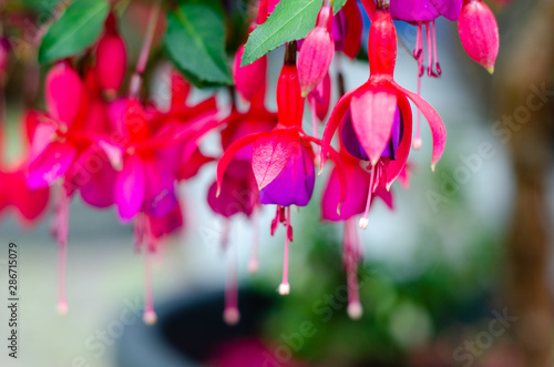 Close-up of Fuchsia is a genus of flowering plants that consists mostly of shrubs or small trees.