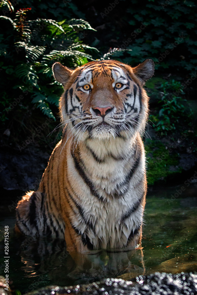 Obraz premium Siberian tiger