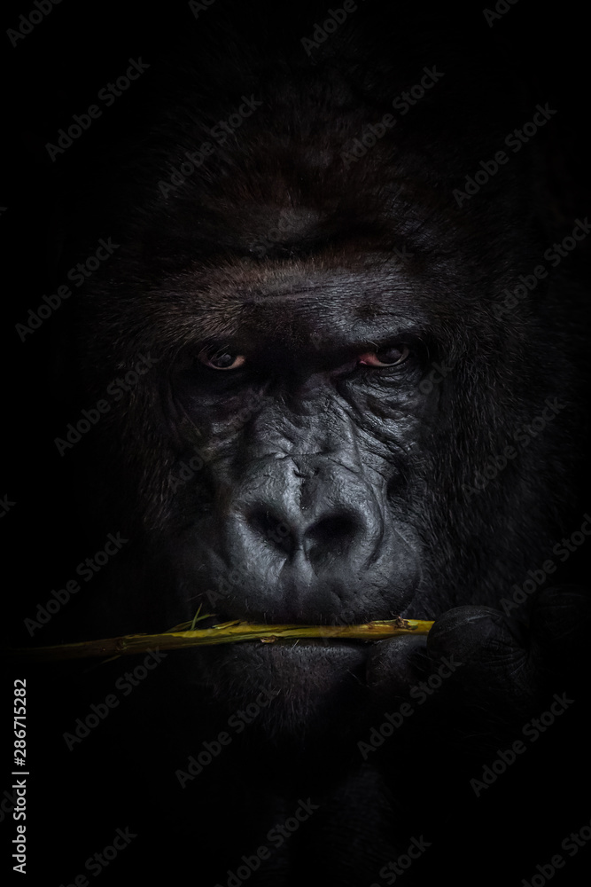 Obraz premium Gorilla black background