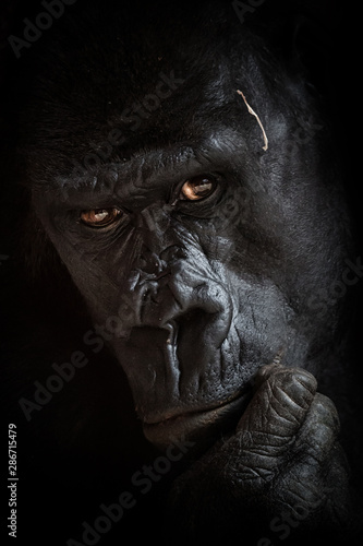 Gorilla black background