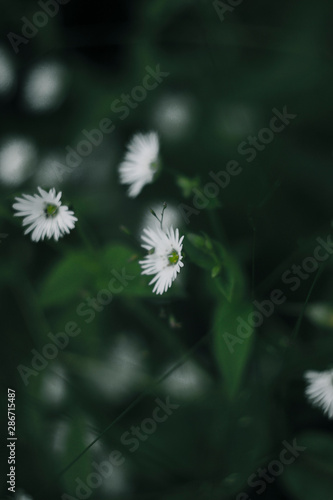 Wallpaper Mural Flowers  Torontodigital.ca