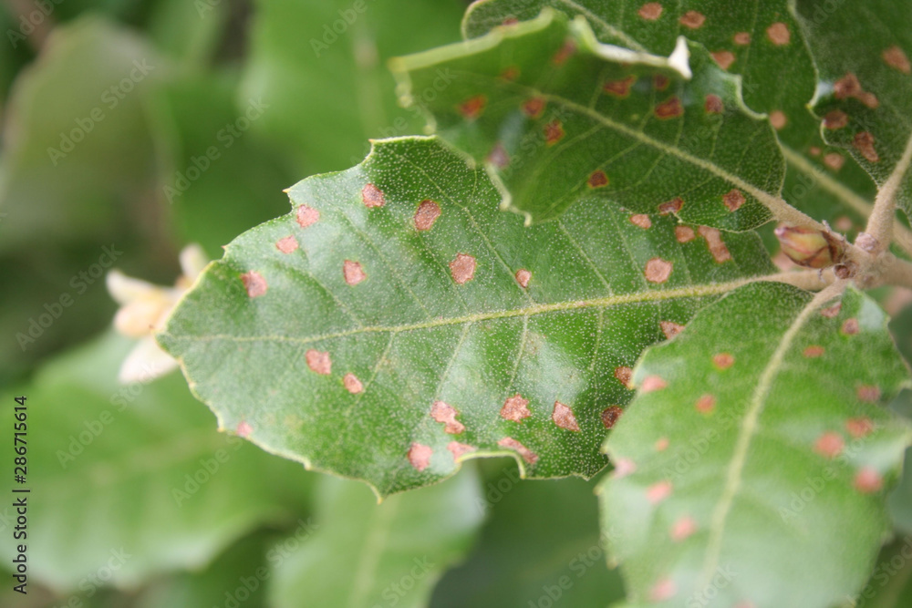 Brown spots on laurel leves. Laurel bush with disease. Laurus nobilis