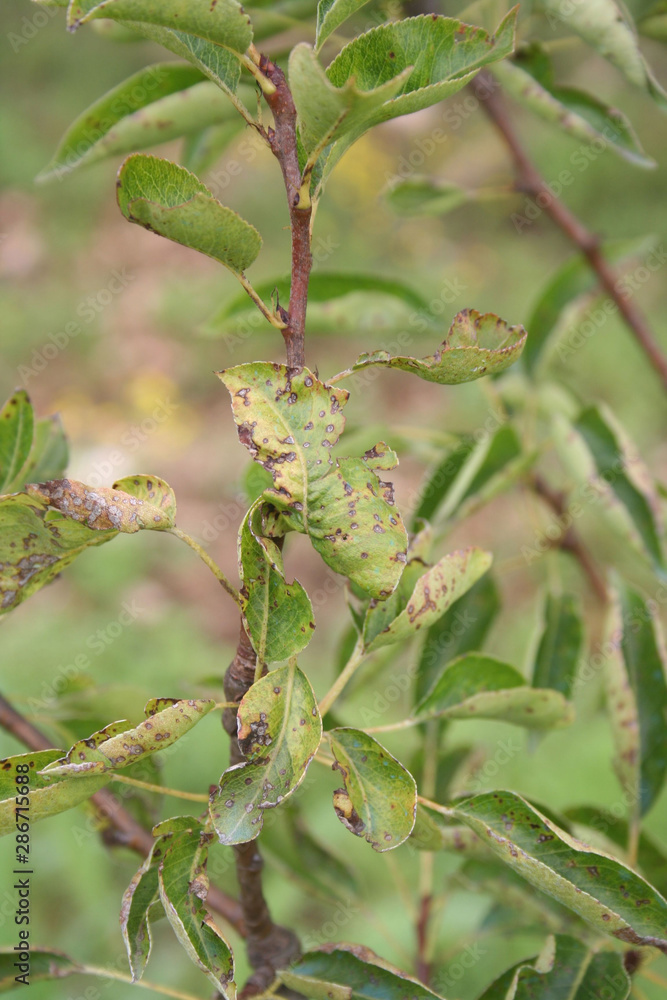 Disease on Pear leaves. Brown spots on pear leaves in the garden Disease on Pear leaves. Brown spots on pear leaves in the garden