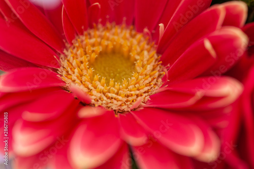 Gerbera Flower, Asteraceae (daisy family) close up with selective focus