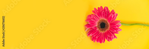 Bright beautiful gerbera flowers on sunny yellow background. Concept of warm summer and early autumn. Place for text  lettering or product. View from above  Copy space. Flatlay.