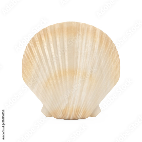 Beauty Scallop Sea or Ocean Shell Seashell. 3d Rendering