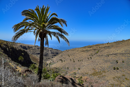 Dattelpalme auf der Insel La Gomera / Kanaren