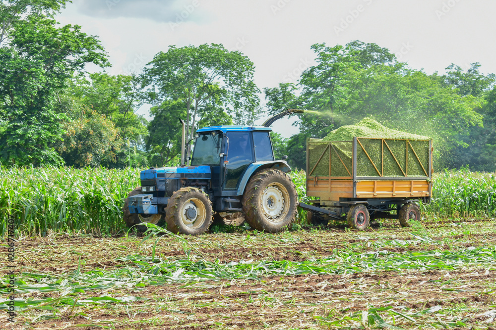 Fototapeta premium Farm tractor, cut and grind corn plants