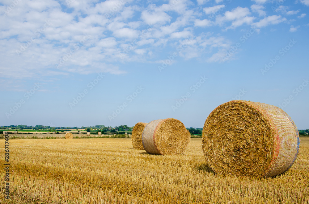 Rolled up hay bales on wheat field or dry meadow after harvest in rural agricultural area. Rolled up hay bales on wheat field or dry meadow after harvest in rural agricultural area.