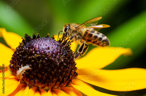 Honey Bee Collecting Honey From Flower