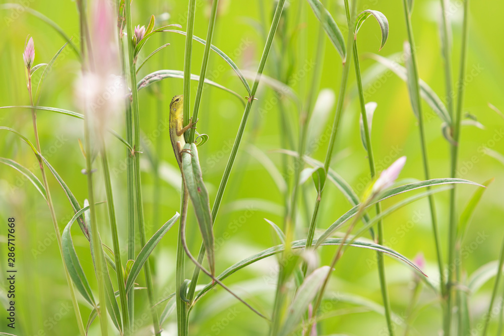little lizard with green natural background little lizard with green natural background