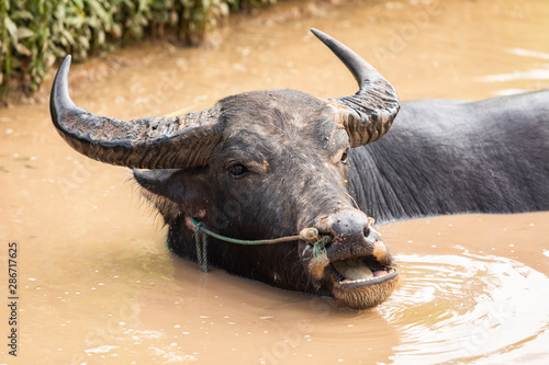 head of swamp buffalo with mouth opening © somrerk
